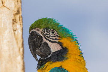 head of a parrot on a tree looking aside