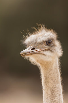 mistrustful ostrich looking aside on safari park