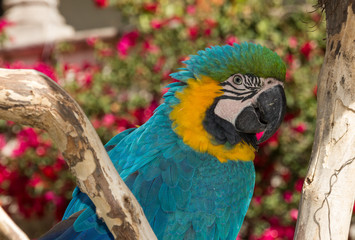 parrot on a tree looking aside