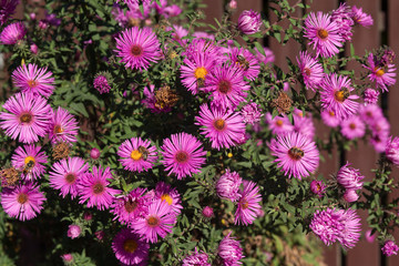 Bush of purple asters sunlit. Flowers and gardens