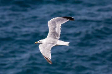 seagull flying with open wings over the ocean