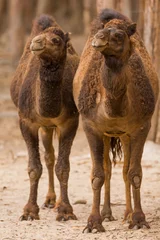 Papier Peint photo Lavable Chameau deux chameaux debout sur le parc safari