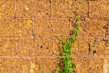 Leaf wall orange brick