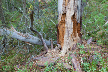 Rotten dead wood tree in forest