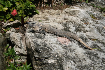 iguana laying on rock