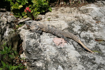 iguana laying on rock