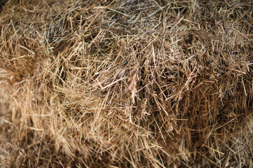 Texture hay closeup in color. Fodder for livestock