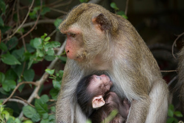 サルの親子の愛
