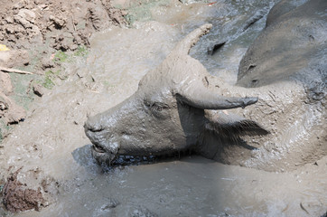 Fototapeta premium Buffalo played mud in thailand