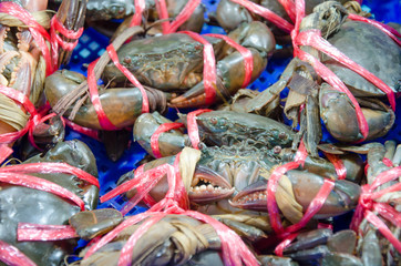 Mud crab with ice and blue basket in thai market
