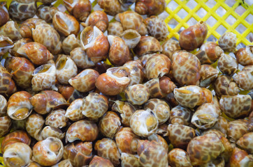 Spotted babylon snail in thai market