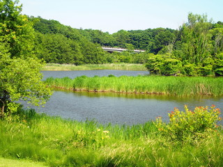 初夏の池のある風景