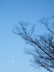 Fototapeta na wymiar branching silhouette in the blue sky 