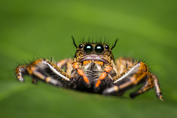Macro of jumping spider.