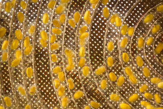group of silk worm cocoons.