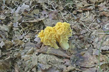 Ramaria obtusissima mushroom (Ramaria obtusissima)