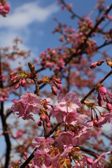 河津桜