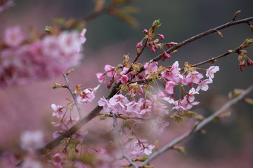 河津桜