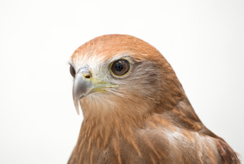 young Brahminy kite or Red-backed sea-eagle