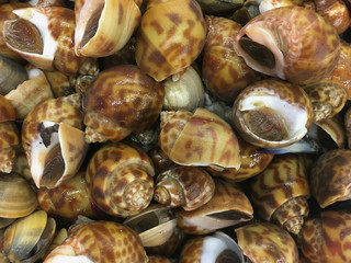 Spotted babylon shell with ice