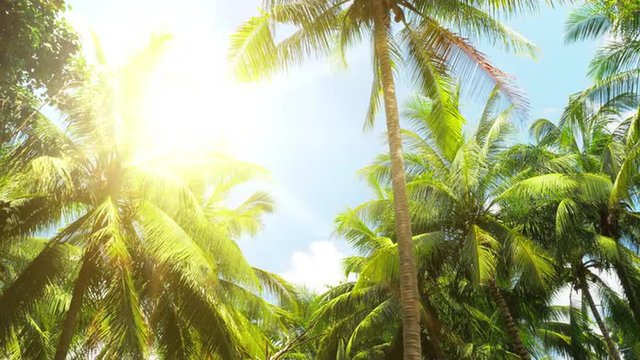 Scenic tropical nature background. Hot summer sun shines through palmtree leaves