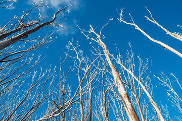 Tree frost in the winter season