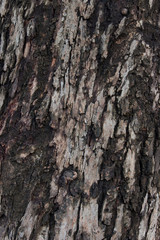 old eucalyptus bark texture