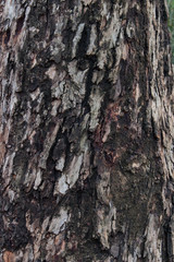 old eucalyptus bark texture