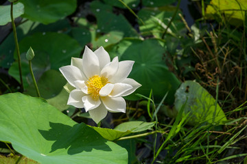 White lotus on pond.