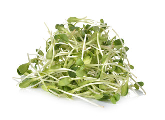 green sunflower sprouts on white background