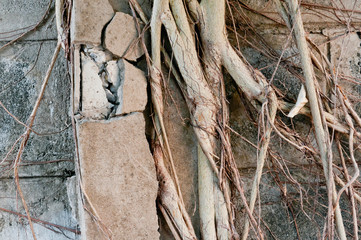 Root on brick wall in park.