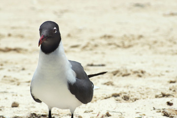 Fototapeta premium Laughing gull on sand