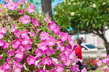 Petunia flower in garden.(Soft focus.)