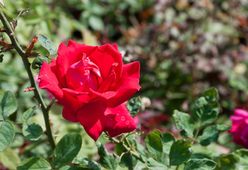 Red rose flower in garden.(Soft focus.)