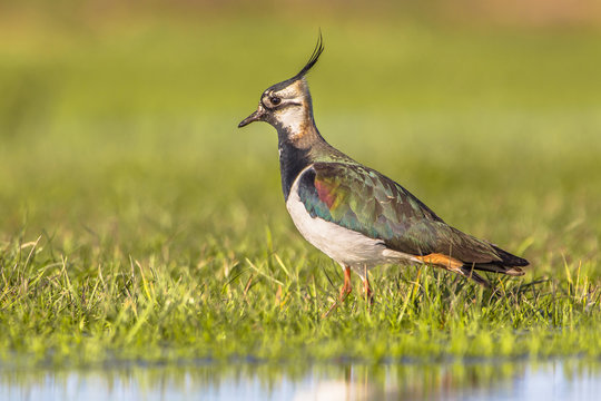 Side view Male Northern lapwing in wetland habitat