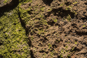 Predomina el moho verde en la roca.