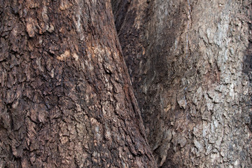 old eucalyptus bark texture