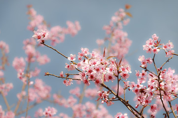 pink blossom flowers with vintage background