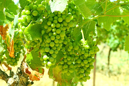 Rebe- Weintrauben