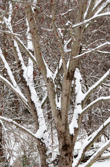 trees covered in snow