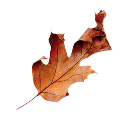 Dry leaf on white background