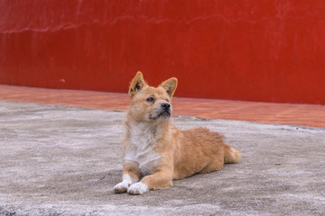 stray dog is breed native in Thailand