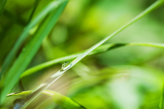 Macro image of water drop on the green grass