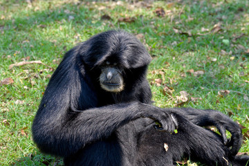 Obraz premium Siamang, black furred gibbon, Thailand