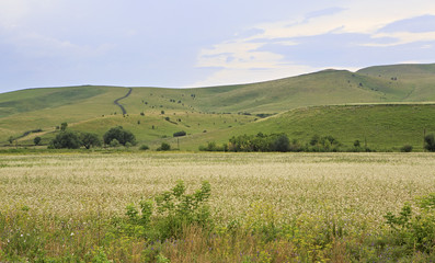 Obraz premium Beautiful summer field of buckwheat. 