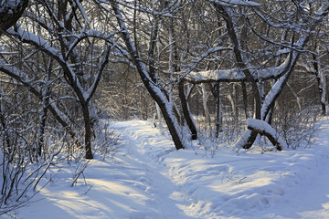 Path in snow drifts through the trees.