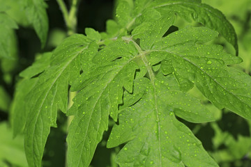 Seedlings tomato. Growing sprouts at home.