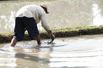 Farmer in Padi field