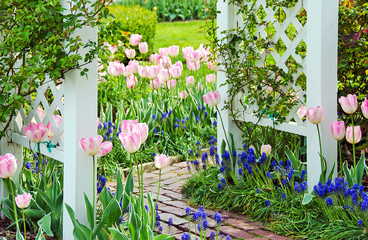 tulips and grape hyacinths in garden with white trellis and brick path