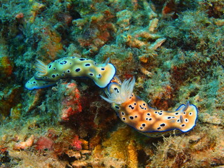 True sea slug, Island Bali